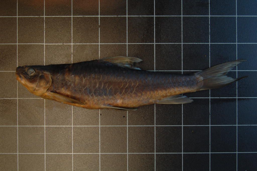 (Varicorhinus Rüppell, 1835) Род ХРАМУЛИ 37 видов